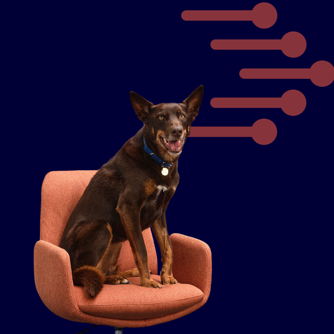 KC Image 5